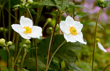 Image showing White Japanese anemone flowers