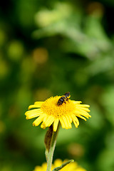 Image showing Bee taking nectar from a yellow fleabane flower