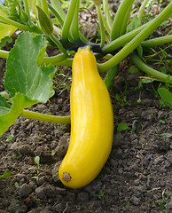Image showing Yellow summer squash growing on a bush plant