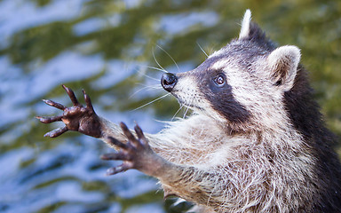 Image showing Racoon begging for food