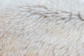 Image showing Close-up of a polarbear