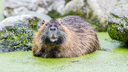 Image showing Myocastor coypus, single mammal