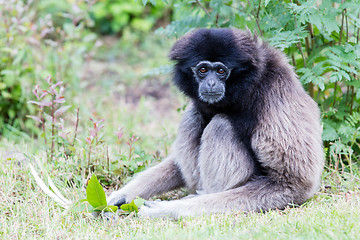 Image showing Adult white handed gibbon