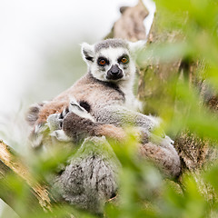 Image showing Ring-tailed lemur (Lemur catta) 