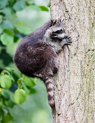 Image showing Racoon climbing a tree