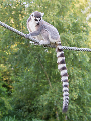 Image showing Ring-tailed lemur (Lemur catta) 