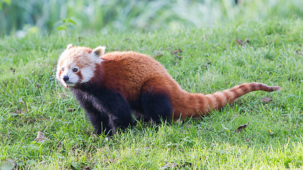 Image showing The Red Panda, Firefox or Lesser Panda