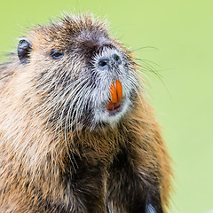 Image showing Myocastor coypus, single mammal