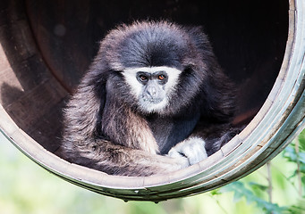 Image showing White handed gibbon sitting in a barrel