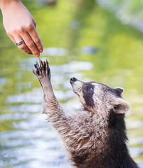 Image showing Racoon begging for food