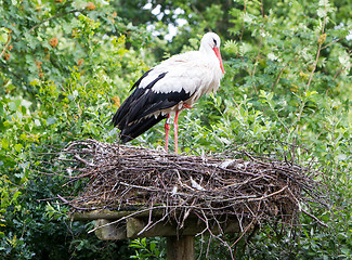 Image showing Two adult storks