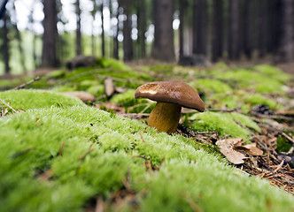 Image showing Mushrooming season