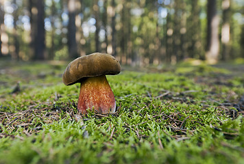 Image showing Mushrooming season