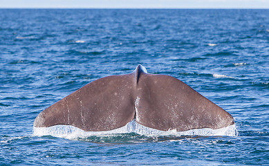 Image showing Tail of a Sperm Whale diving