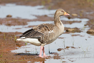 Image showing Greylag Goose in a national park in Iceland