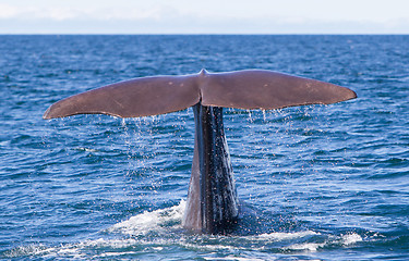 Image showing Tail of a Sperm Whale diving