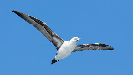 Image showing Young Northern Gannet (Morus bassanus) in flight