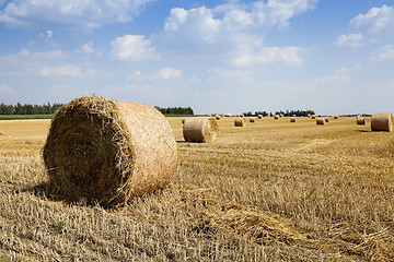 Image showing cereal harvest, summer