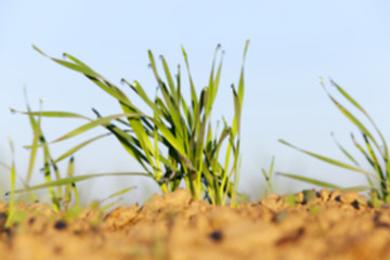 Image showing young grass plants, close-up