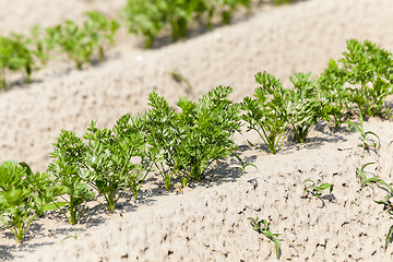 Image showing green carrot field