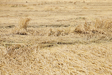 Image showing farm field cereals