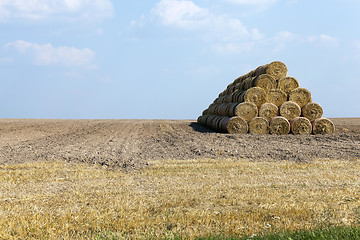 Image showing farm field cereals