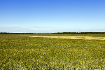 Image showing immature green grass