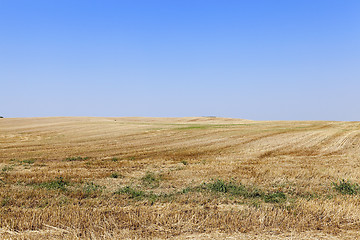 Image showing Field after harvest