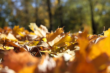 Image showing autumn in the park