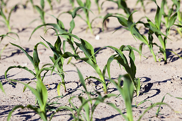 Image showing agricultural field with corn