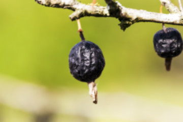 Image showing dried berries harvest