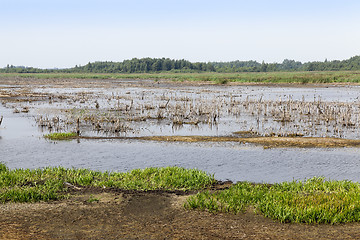 Image showing swamp, the end of summer