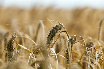 Image showing ripe yellow cereals