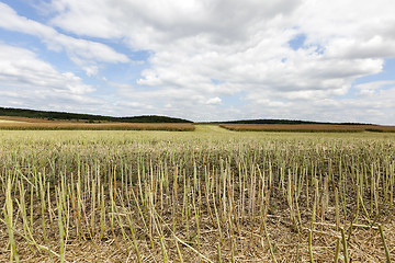 Image showing collection rapeseed crop