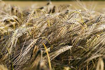 Image showing ripe yellow cereals