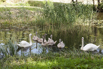 Image showing Swans family pond