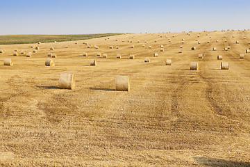 Image showing Agricultural field with wheat