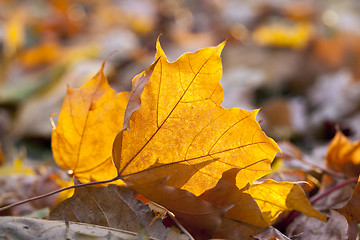 Image showing autumn in the park