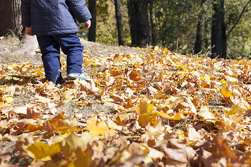 Image showing fallen leaves in autumn