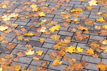 Image showing autumn in the park