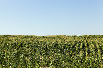 Image showing Field of green corn