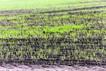 Image showing young grass plants, close-up