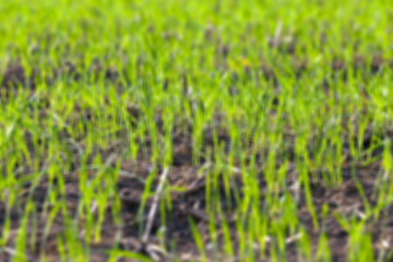 Image showing young grass plants, close-up