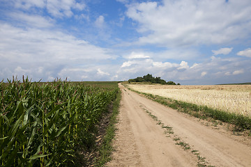 Image showing Green corn field