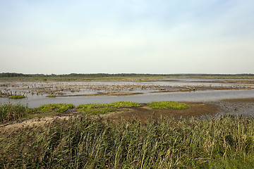 Image showing swamp, the end of summer