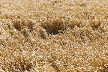 Image showing ripe yellow cereals