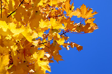 Image showing autumn in the park