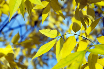 Image showing autumn in the park