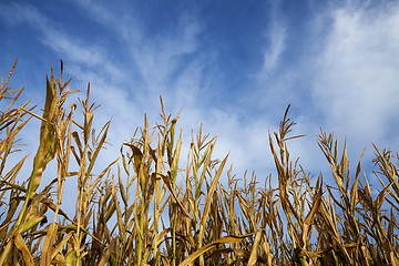 Image showing Field with corn