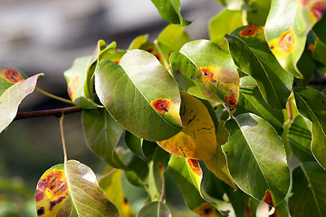 Image showing pear foliage in autumn